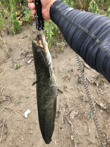 ナマズの釣果