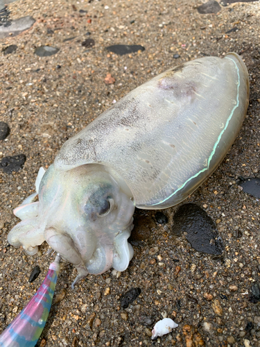 モンゴウイカの釣果