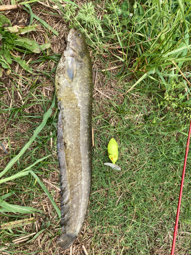 マナマズの釣果