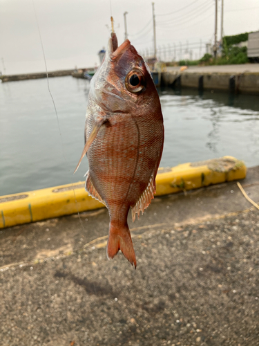 タイの釣果