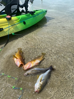 イサキの釣果