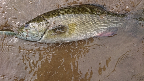 スモールマウスバスの釣果