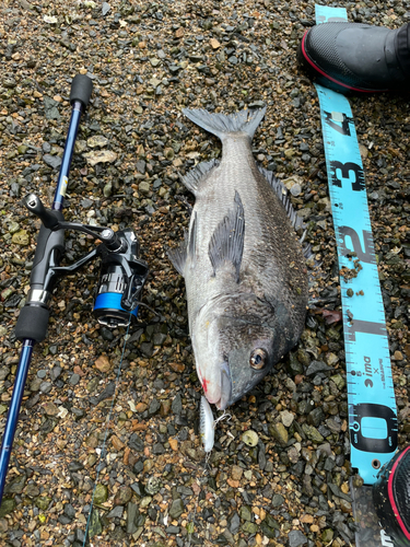 チヌの釣果