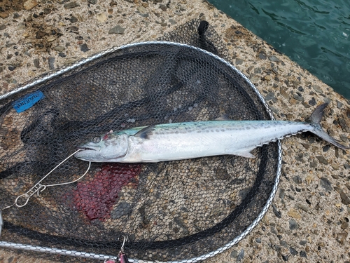 サゴシの釣果