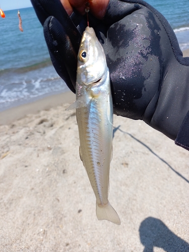 キスの釣果