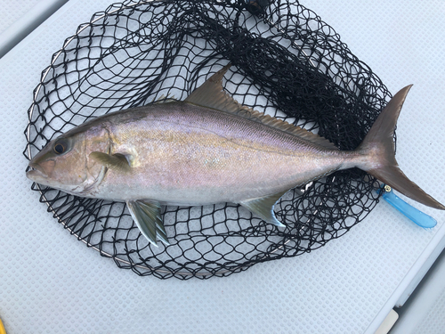 ヒレナガカンパチの釣果