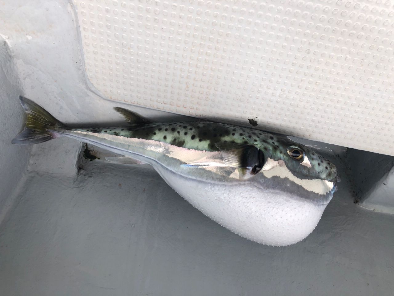 センニンフグ