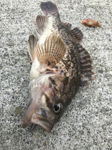 クロソイの釣果