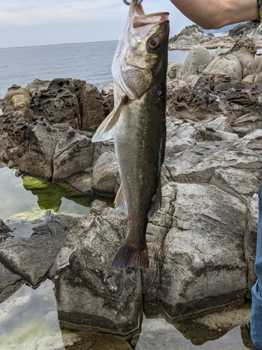 ヒラスズキの釣果