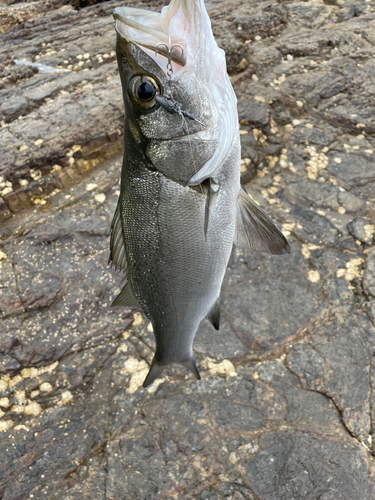 ヒラスズキの釣果