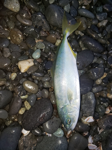 ワカシの釣果