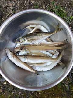 シロギスの釣果