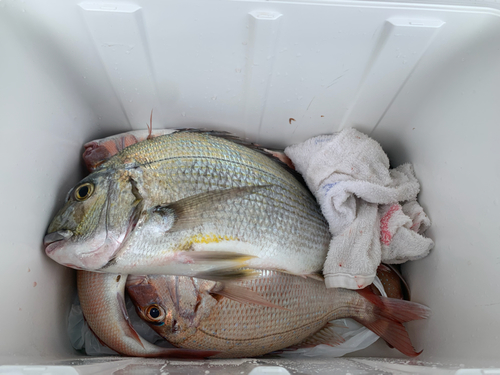 ヘダイの釣果