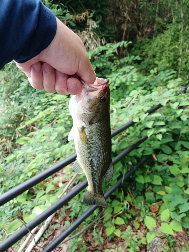 ラージマウスバスの釣果