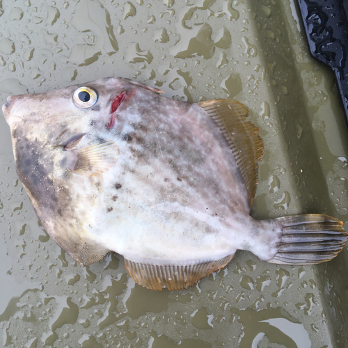 カワハギの釣果