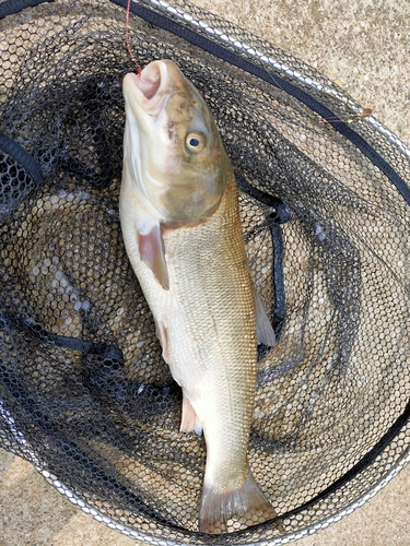 マルタウグイの釣果