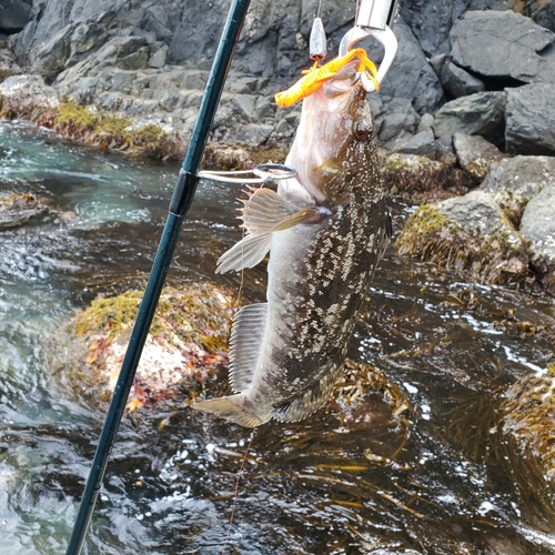 アイナメの釣果