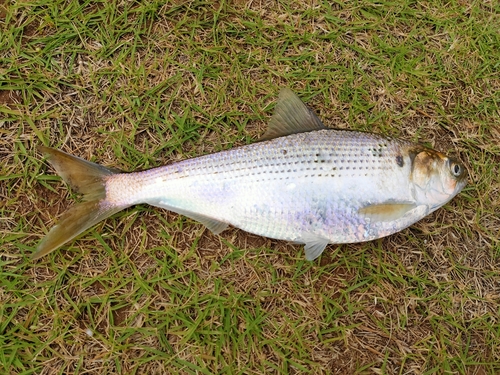 サッパの釣果