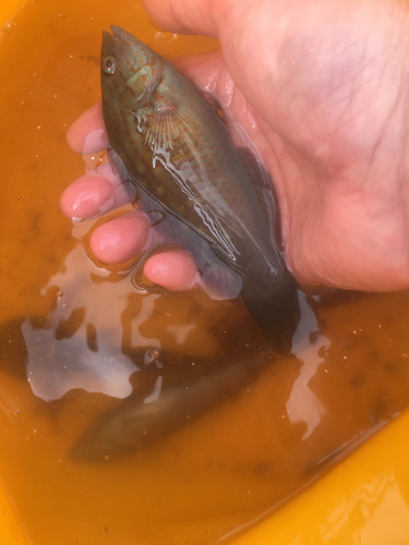 キュウセンの釣果