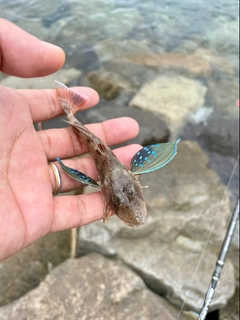 キスの釣果