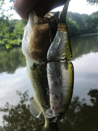 ラージマウスバスの釣果