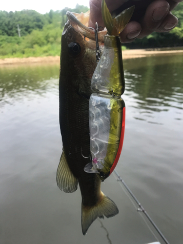 ラージマウスバスの釣果