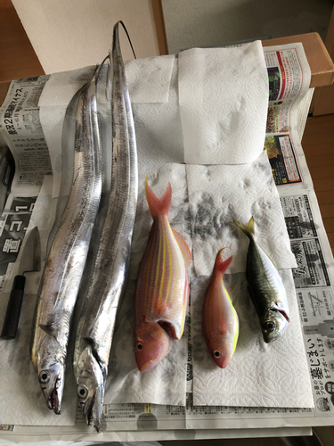 タチウオの釣果