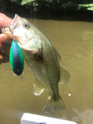 ラージマウスバスの釣果