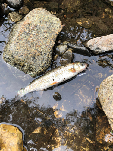 ウグイの釣果