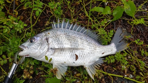 キビレの釣果