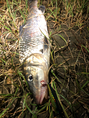 ニゴイの釣果