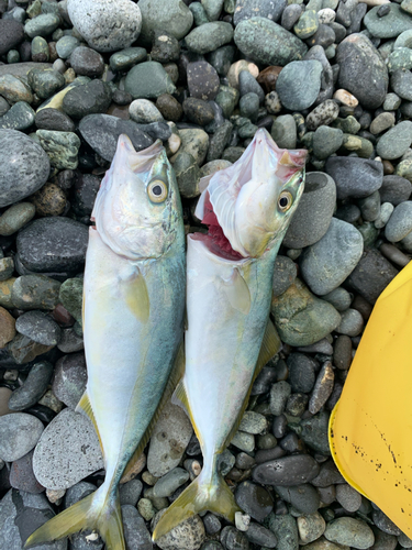 ワカシの釣果