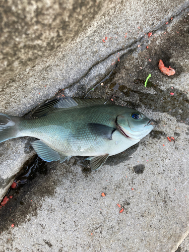 メジナの釣果