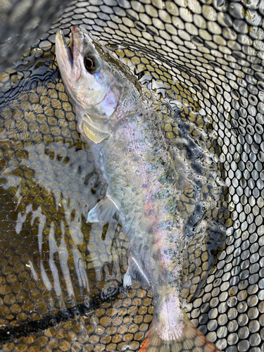 イワナの釣果