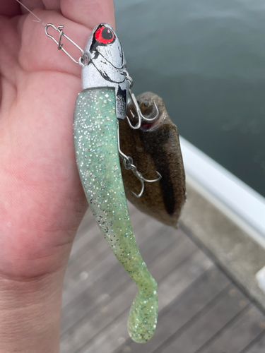 シタビラメの釣果