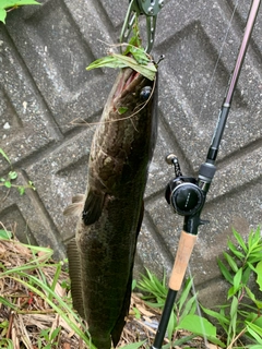 ライギョの釣果