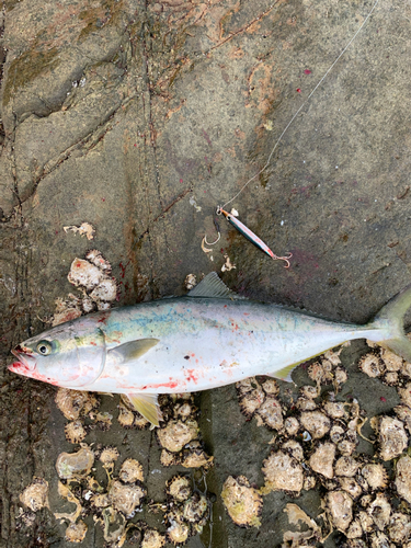 ヤズの釣果