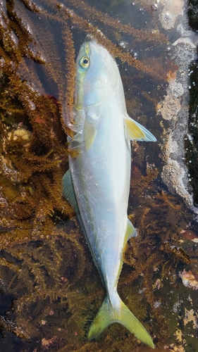 イナダの釣果