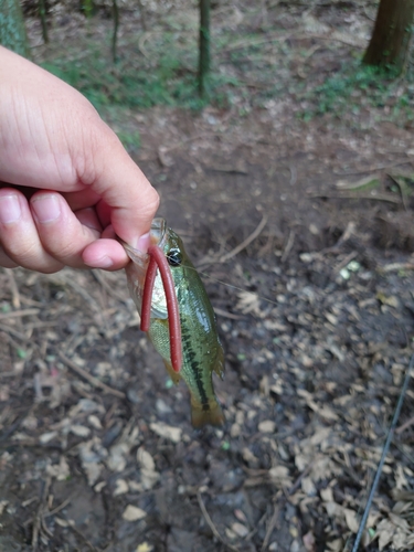 ブラックバスの釣果