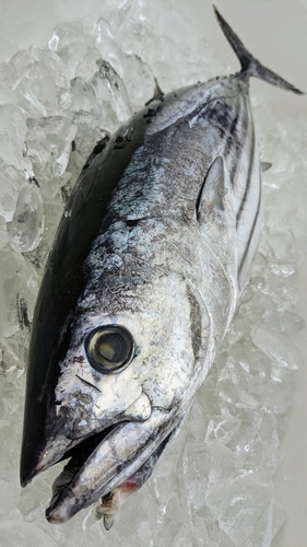 カツオの釣果