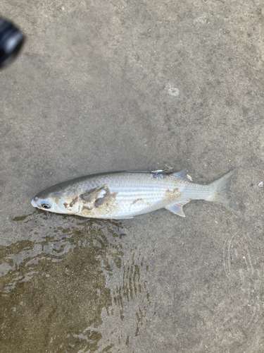 ボラの釣果