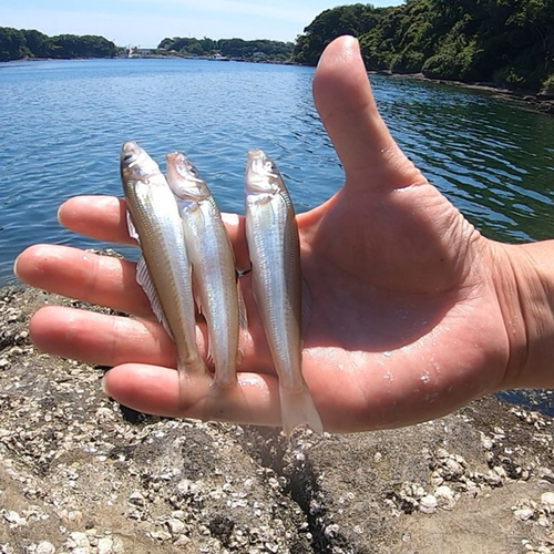 シロギスの釣果