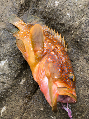 キジハタの釣果