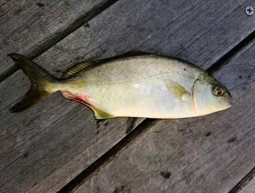 ショゴの釣果