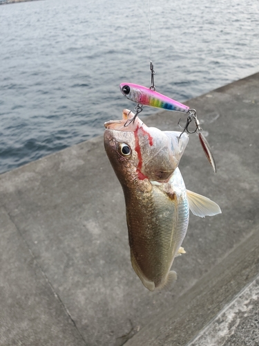 イシモチの釣果