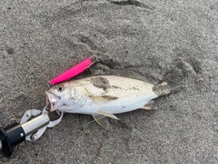 ニベの釣果