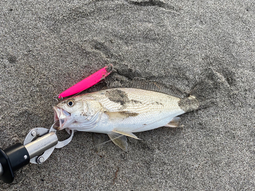 ニベの釣果