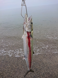 サゴシの釣果