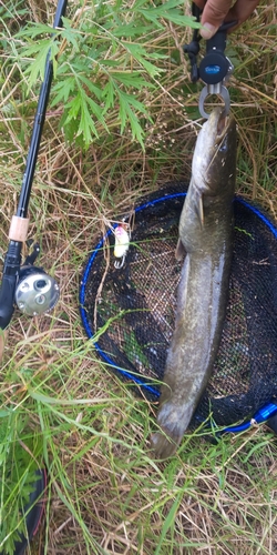 ナマズの釣果