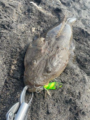 マゴチの釣果